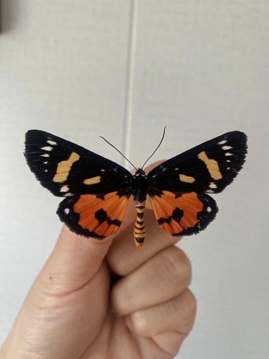 请问这是啥蛾子