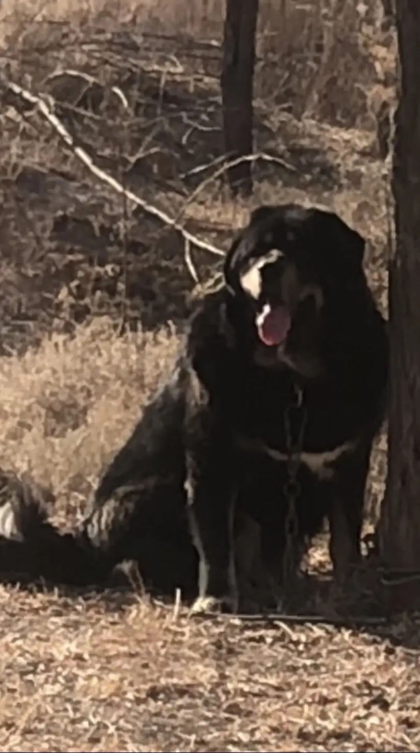 藏獒刀嘎，无论何时何地，它给人的感觉永远充满着自信与强大。