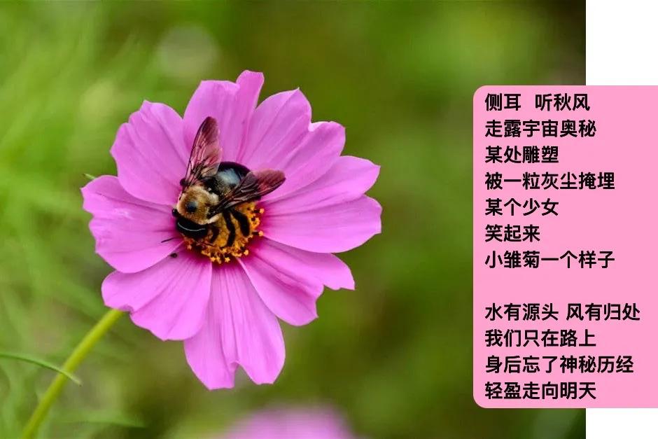 侧耳  听秋风
走露宇宙奥秘
某处雕塑
被一粒灰尘掩埋
某个少女
笑起来
小雏菊
