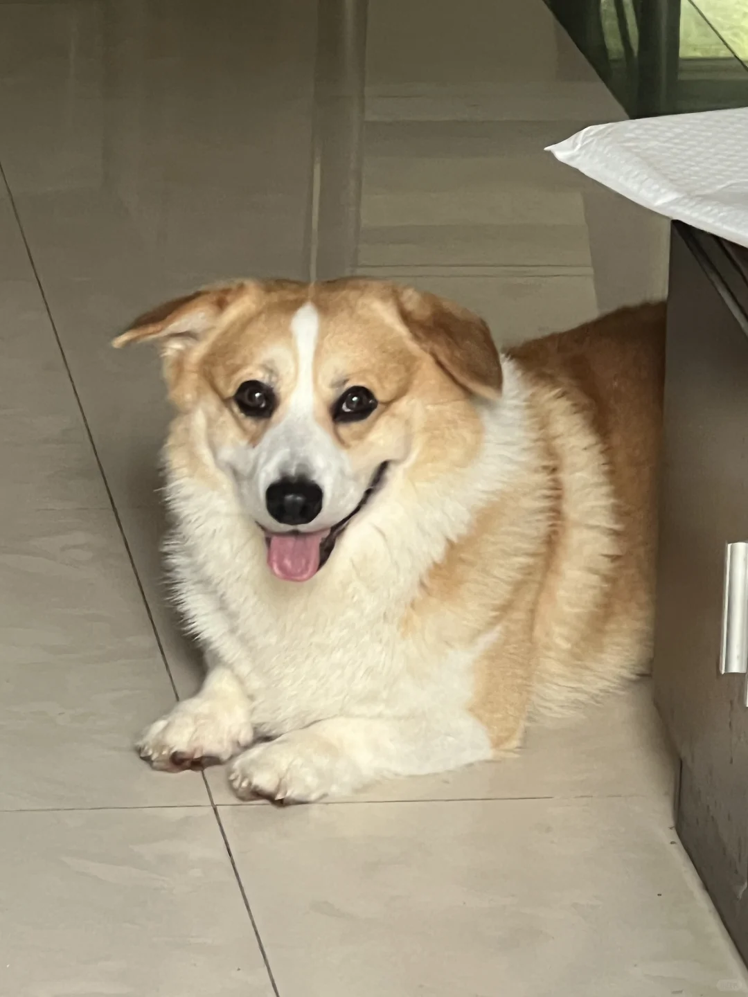 小狗你也要出门吗