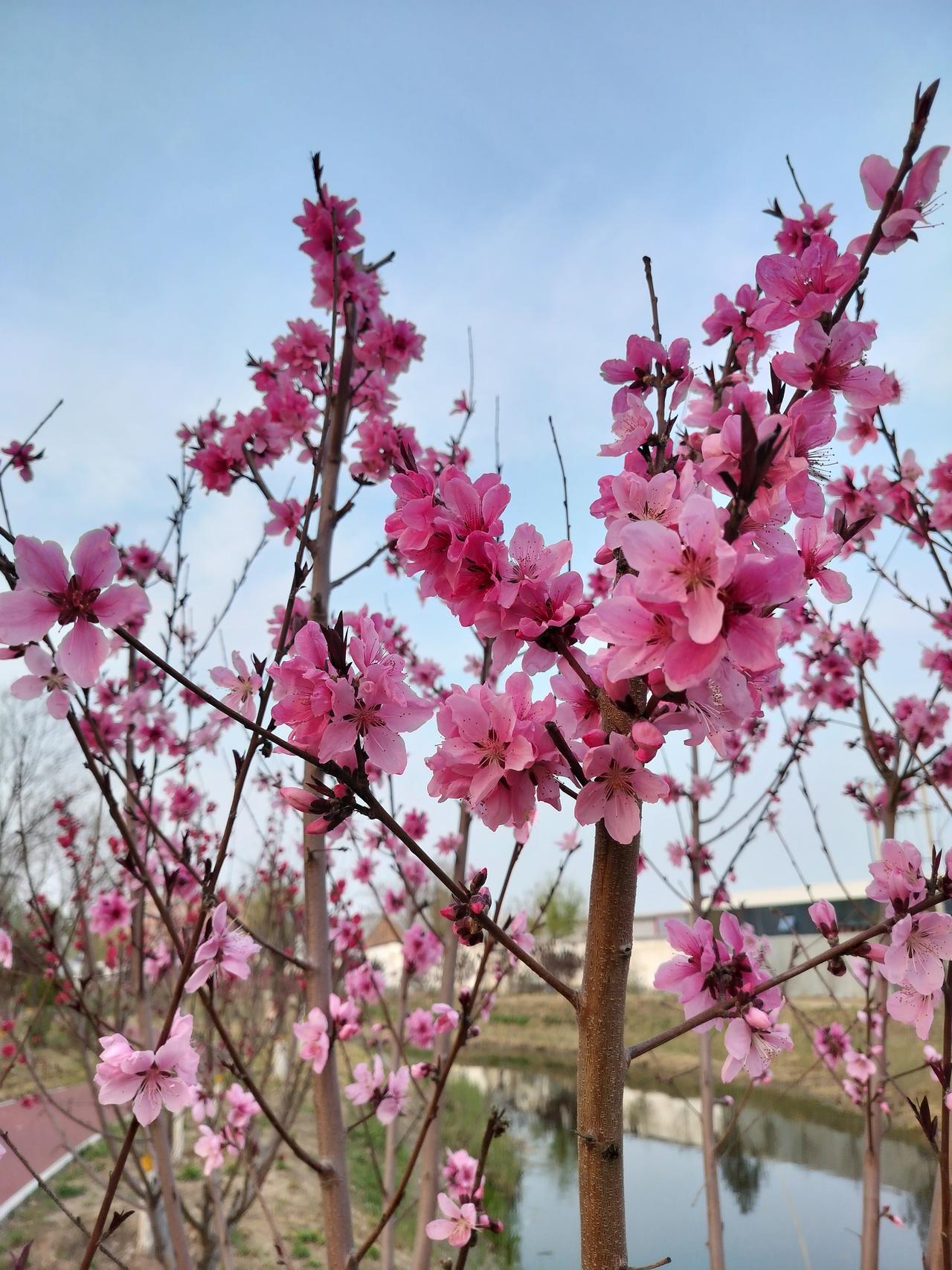 今天是走路回家的路上看到的小花都开了，
各种各样的美美的拍照拍视频，
今天一定要