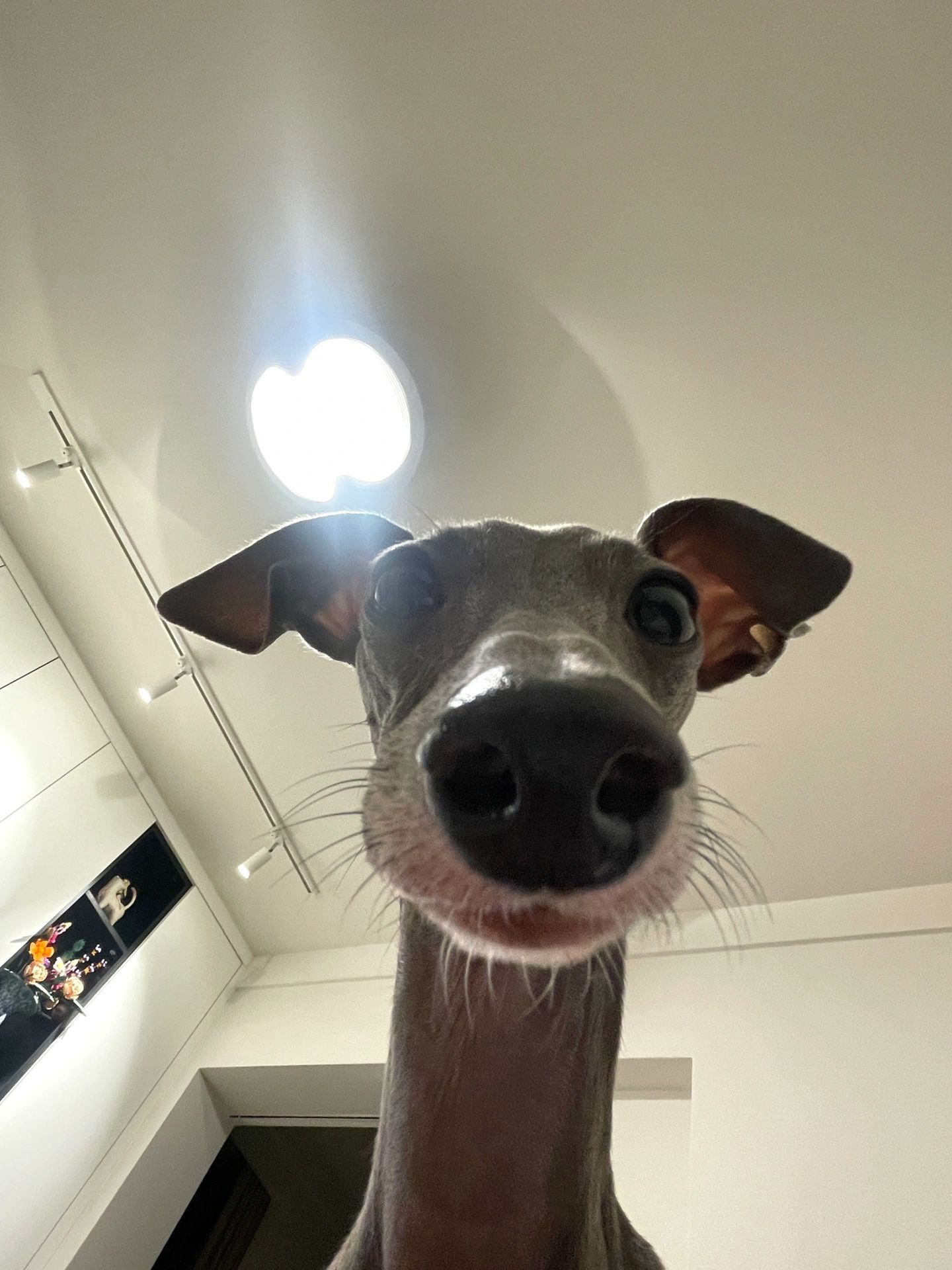 当你的宠物学会自拍后 ​​​