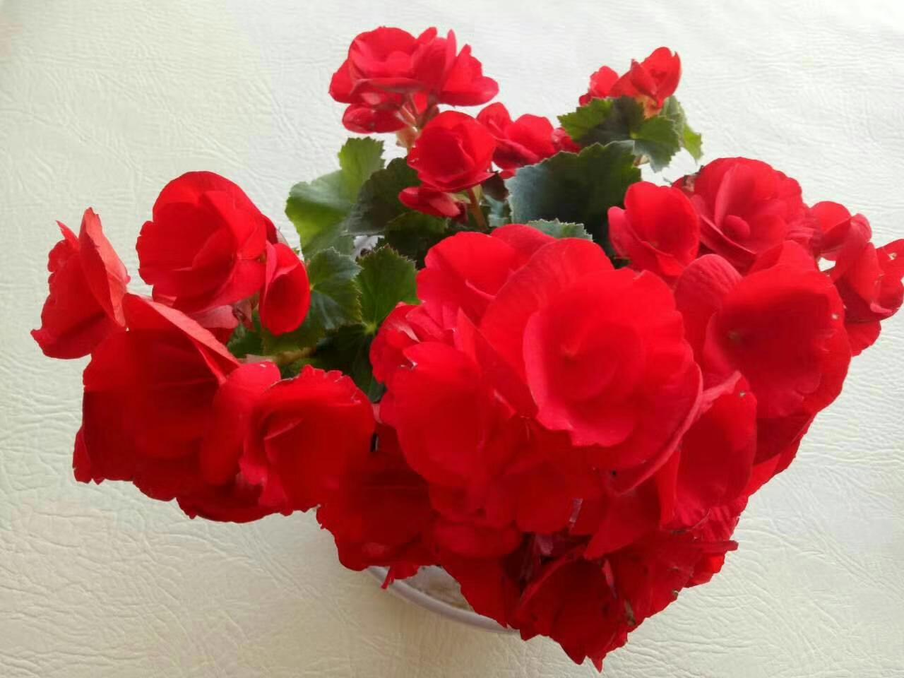 我喜欢养花，更喜欢有一个属于自己的个人空间。

在家里我会把晒台作为我个人的空间