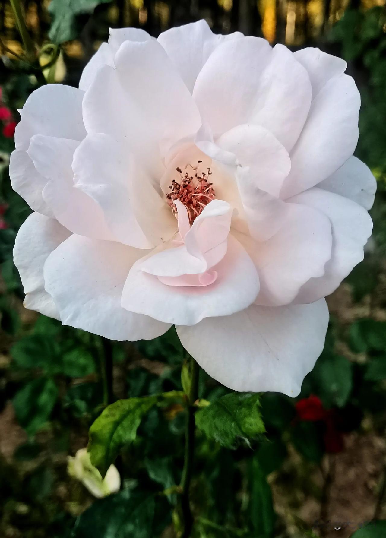 月季花赏析（原创）
镜头记录生活   月季园随拍
#美丽月季随拍# #月季花视频