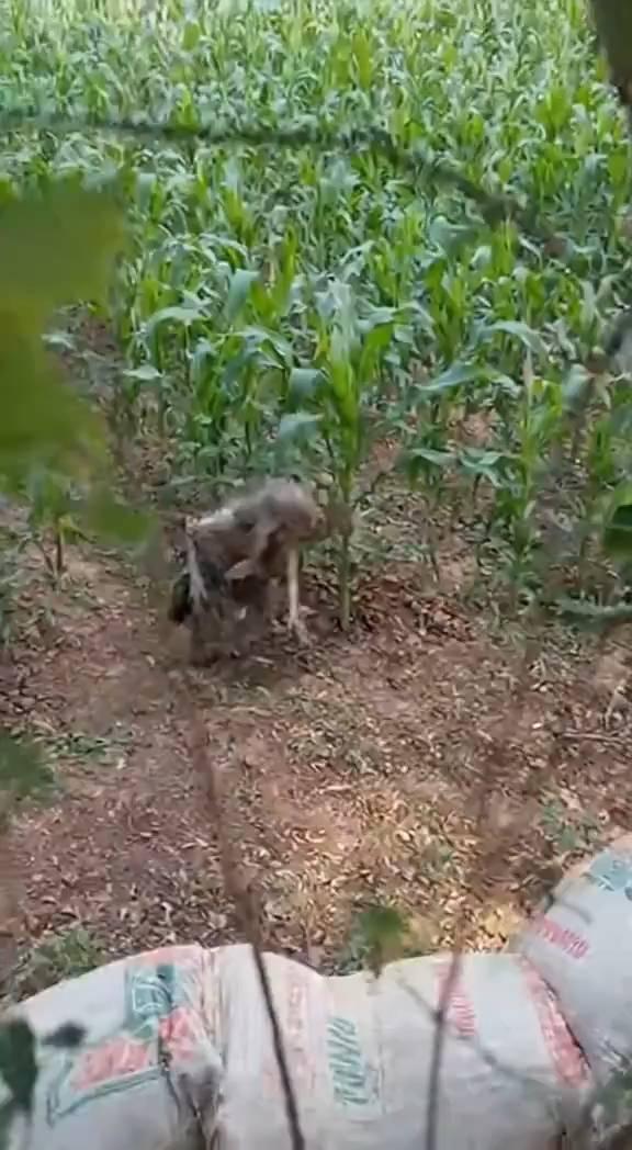 I still travis，I still try，I still travi