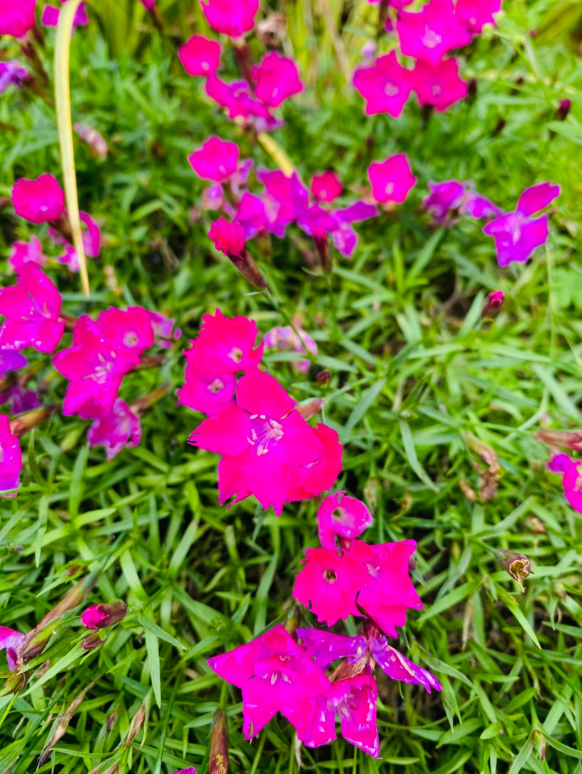 生活手记记录真实生活摄影摄影摄影  若春光有具体的形状，那定是欧石竹铺展的模样。