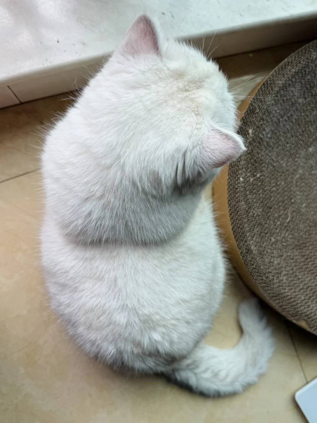 宝宝你的尾巴只有一点点🤏