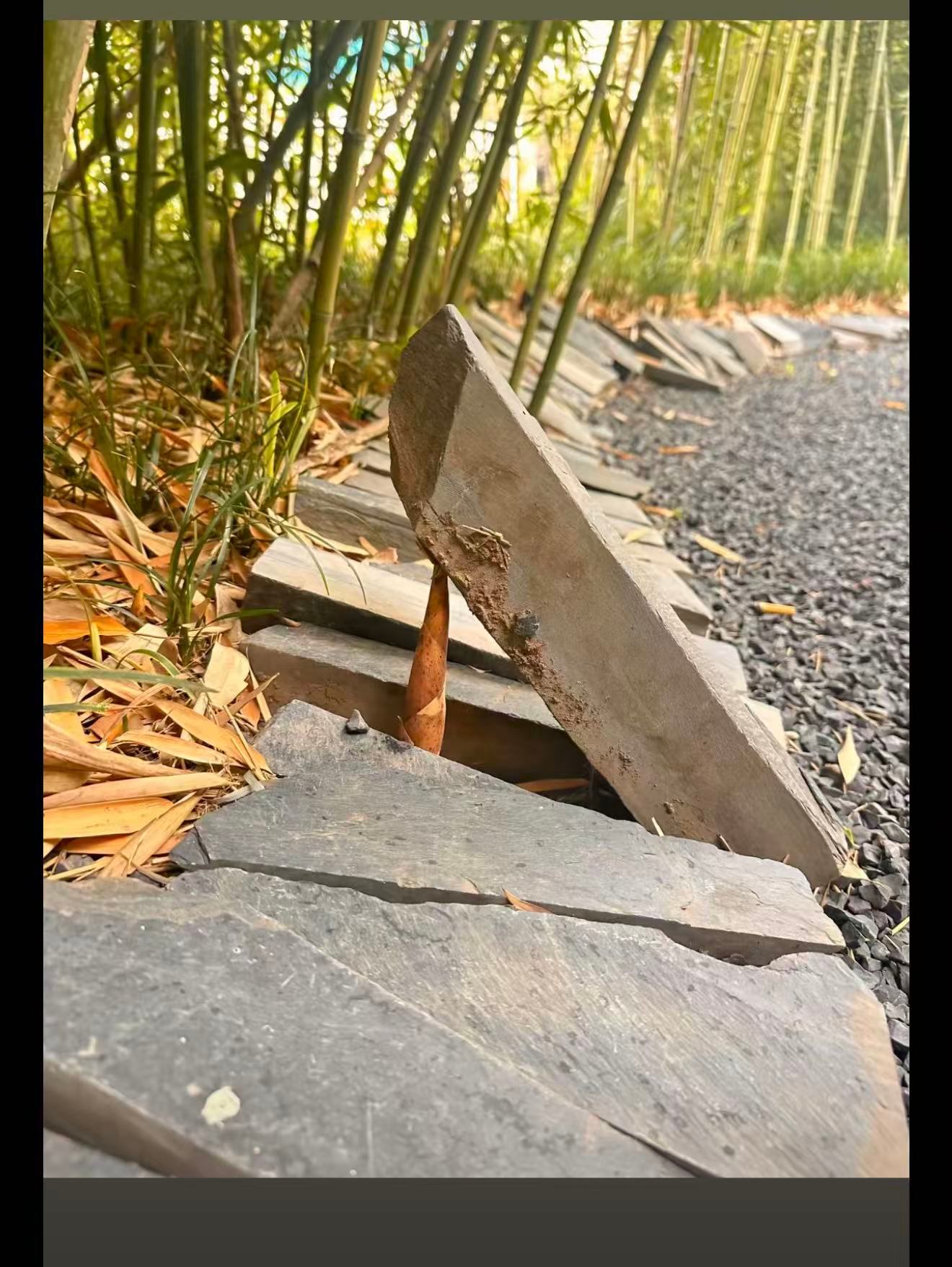 五行之中，木元素是最有生命力的。尽管它在狭小的缝里，依旧会绽放出色彩。 