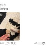一下子跟掉毛的小猫和解了 居家生活里总少不了猫毛的身影，换个思路加以改造，普通的