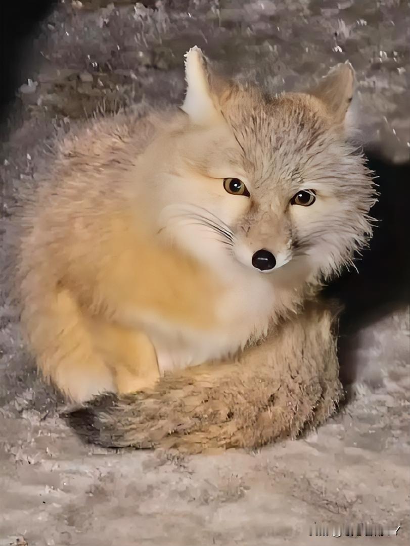 赛里木湖的雾凇小狐狸：冰雪里觅食的“毛球精灵”

赛里木湖的寒夜降临，大雾使地面