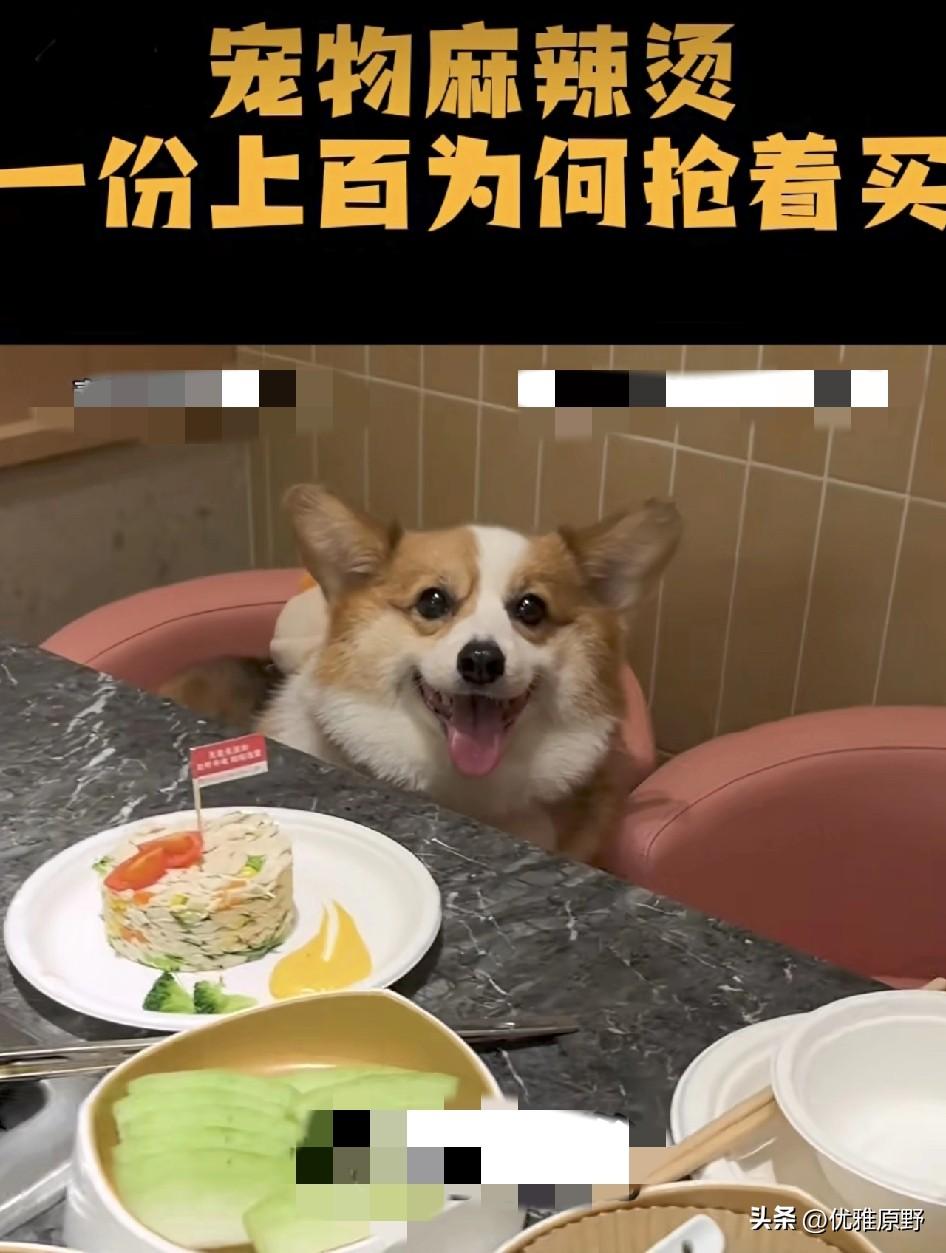 大上海魔都果然是够疯魔啊，昨天才看到送狗狗上幼稚园，今天又出来一个狗狗麻辣烫餐厅