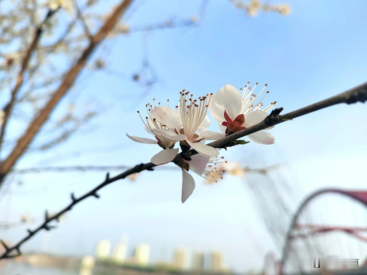 春日生活打卡季鹤壁，淇河边彩虹桥的南侧。山桃花竞相绽放。分享一张你最近随手拍的照