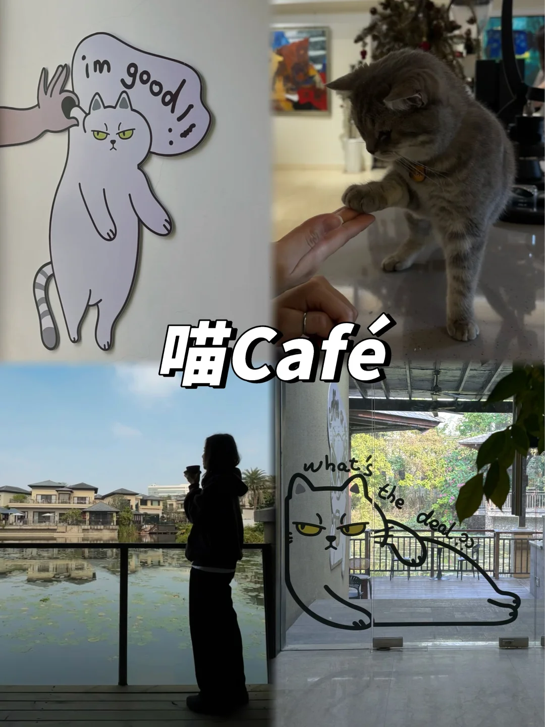 中山|發現寶藏貓貓咖啡店