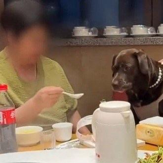 天津有件事在网上吵翻了天，一名女子在饭店包间给自家宠物狗过四岁生日，直接拿起店里