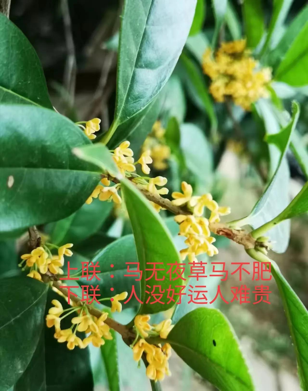 上联：马无夜草马不肥，
下联：人没好运人难贵。
#上联：马无夜草马不肥，诚邀下联