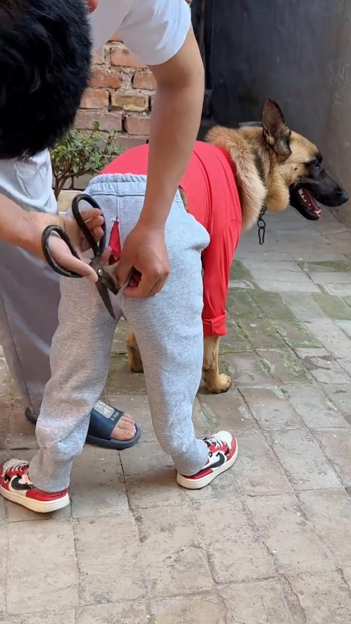 今天给狗狗做了个美美的造型，感觉它帅爆了。