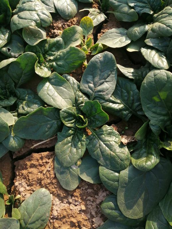 我也好想吃这种菠菜，曾经吃过，已有三十多年过去了，那种甜丝丝的味道，又加上春小麦