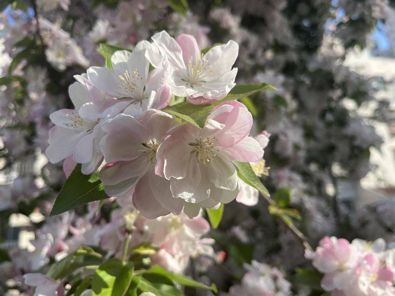 天津清明假期出行火爆！铁路2次刷新纪录，海河游船人气旺！

清明假期，天津出行热