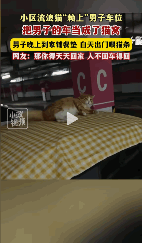 万物皆有灵性！9月7日河南，小区的流浪猫“赖上”男子车位，直接把男子的车当成了猫