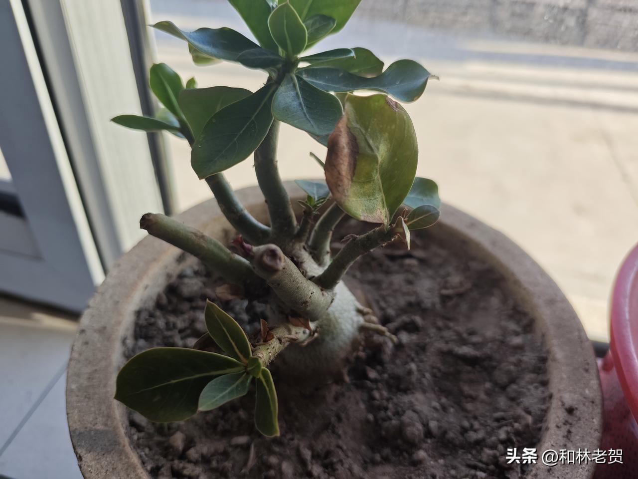 盘点网购的这些花，看看哪个最难养。
从去年开始赋闲在家，实在是闲得慌，便想着买几