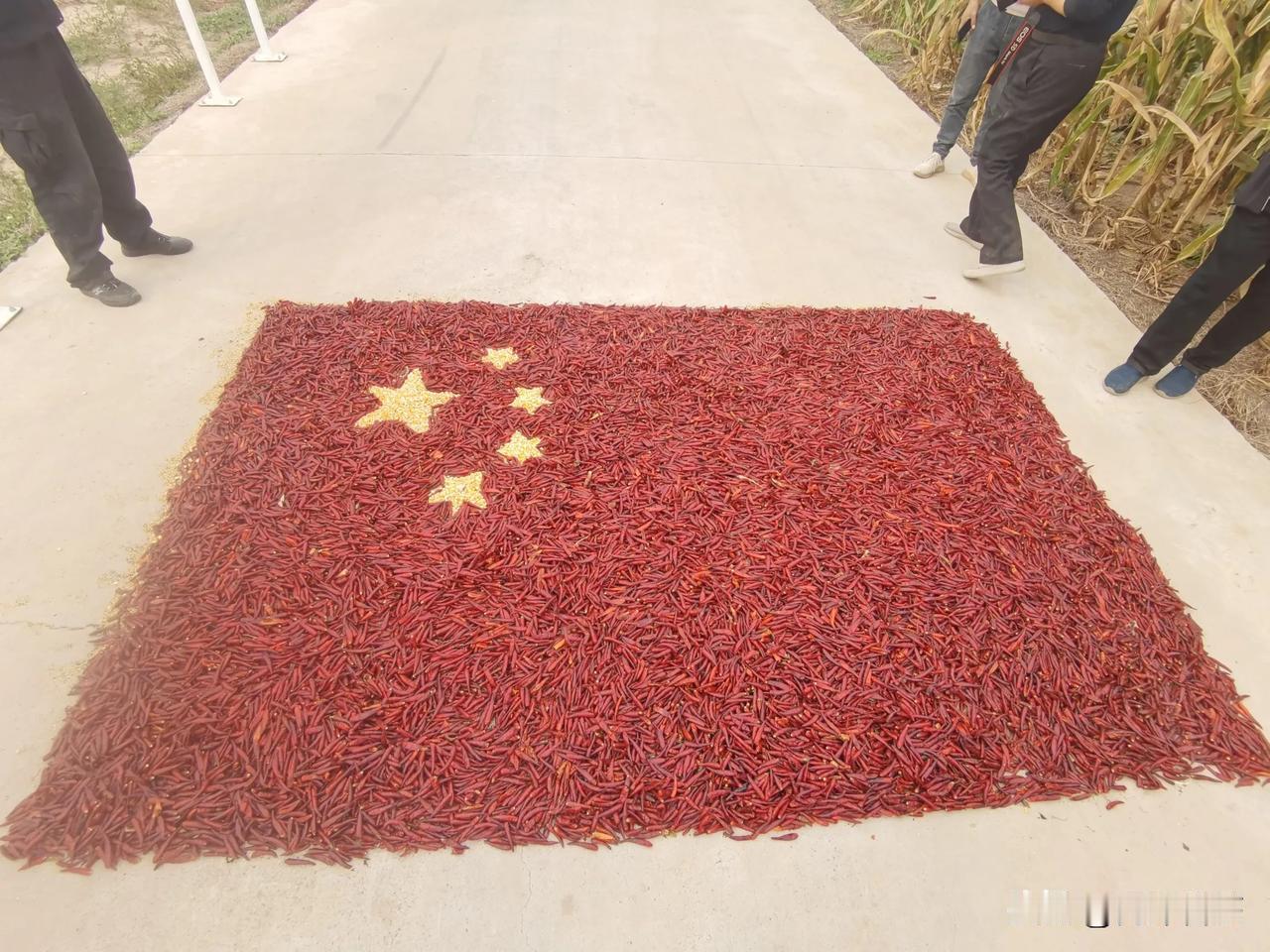 安阳市内黄县辣椒大丰收了，剧群众说是内黄人在内蒙承办土地种的辣椒拉回来老家采摘，