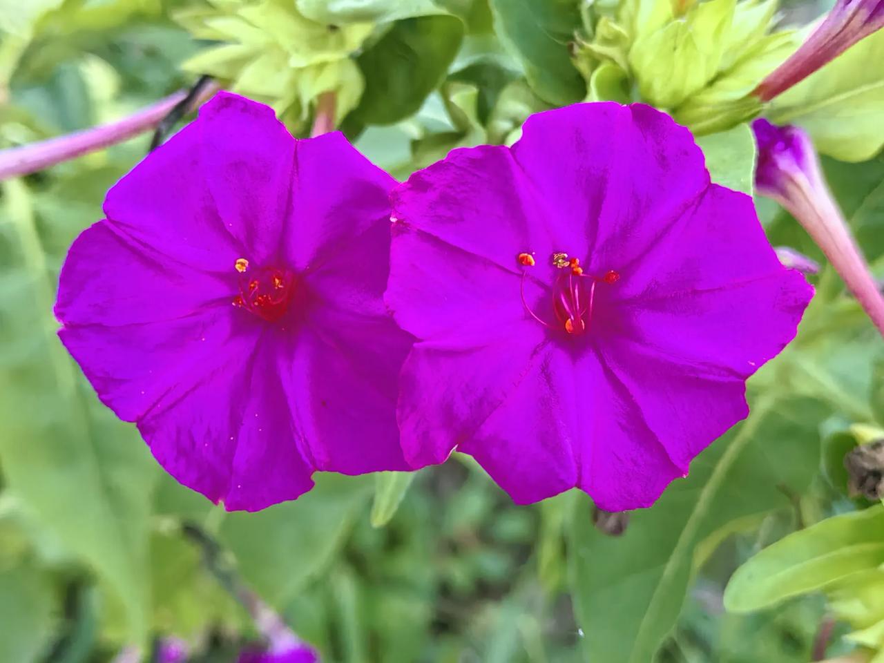您觉得紫茉莉花好看吗？
紫茉莉花非常好看，它以其独特的形态和绚丽的色彩深受人们喜
