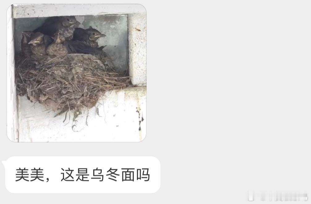 五只鸫宝[开学季]真不错，乌鸫驾家族日益壮大[送花花] ​​​