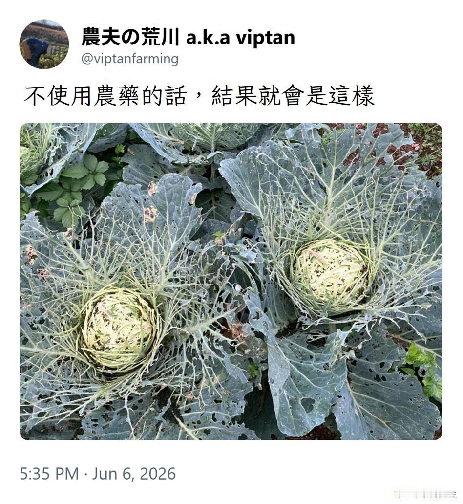 虫虫乐园 