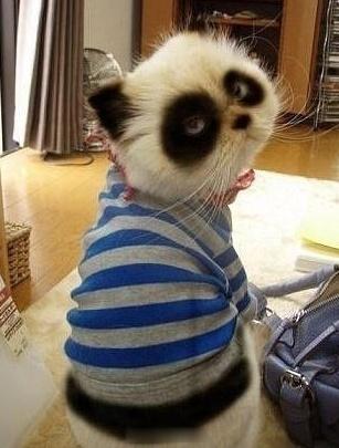 【夜猫子最应该多吃的食物】经常熬夜加班或玩乐的人一定要注意通过食物调节身体。①猕