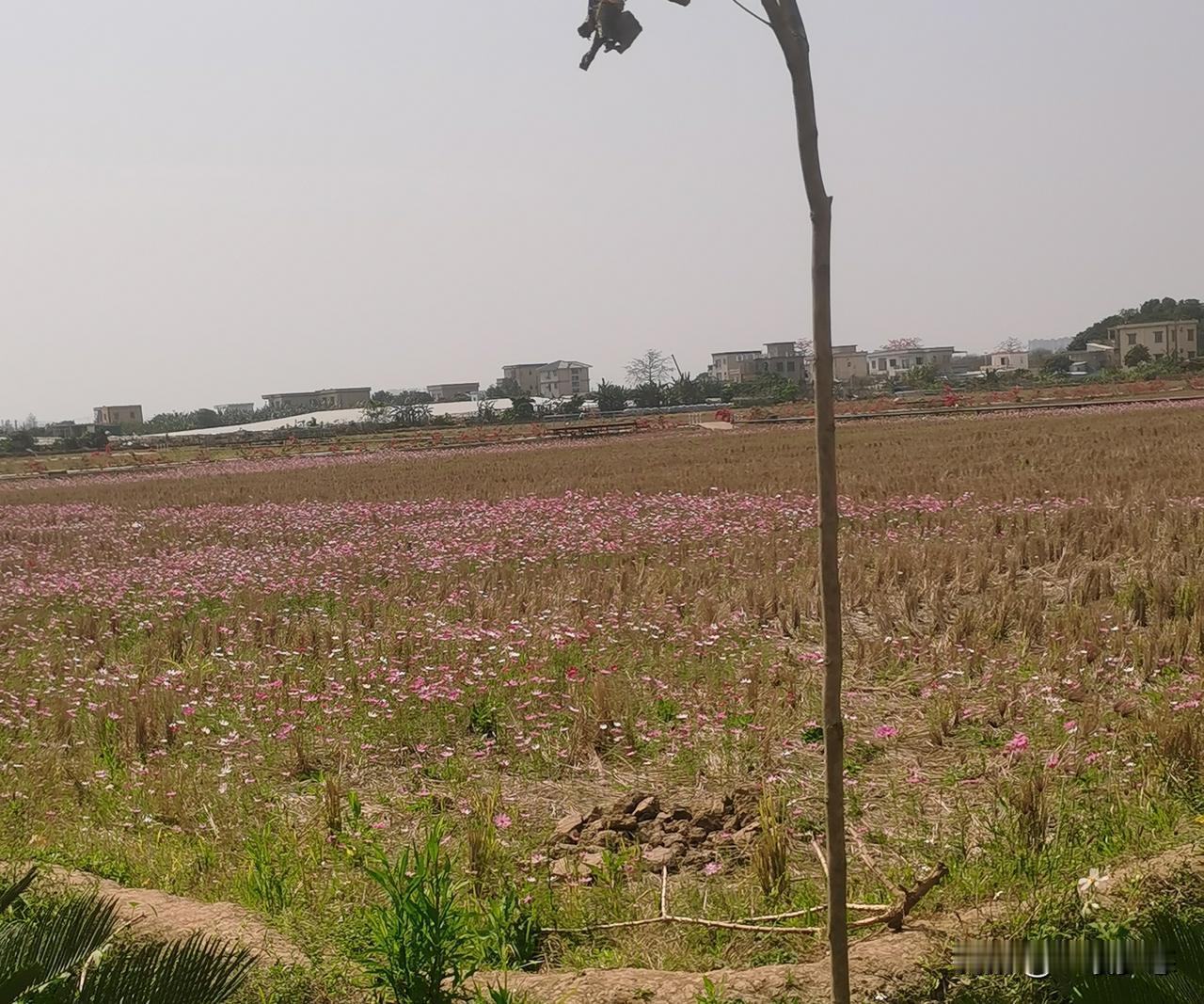 自媒体门槛很低，会讲故事能表达观点就可以了，不看你的学历，不要什么文采。可为什么