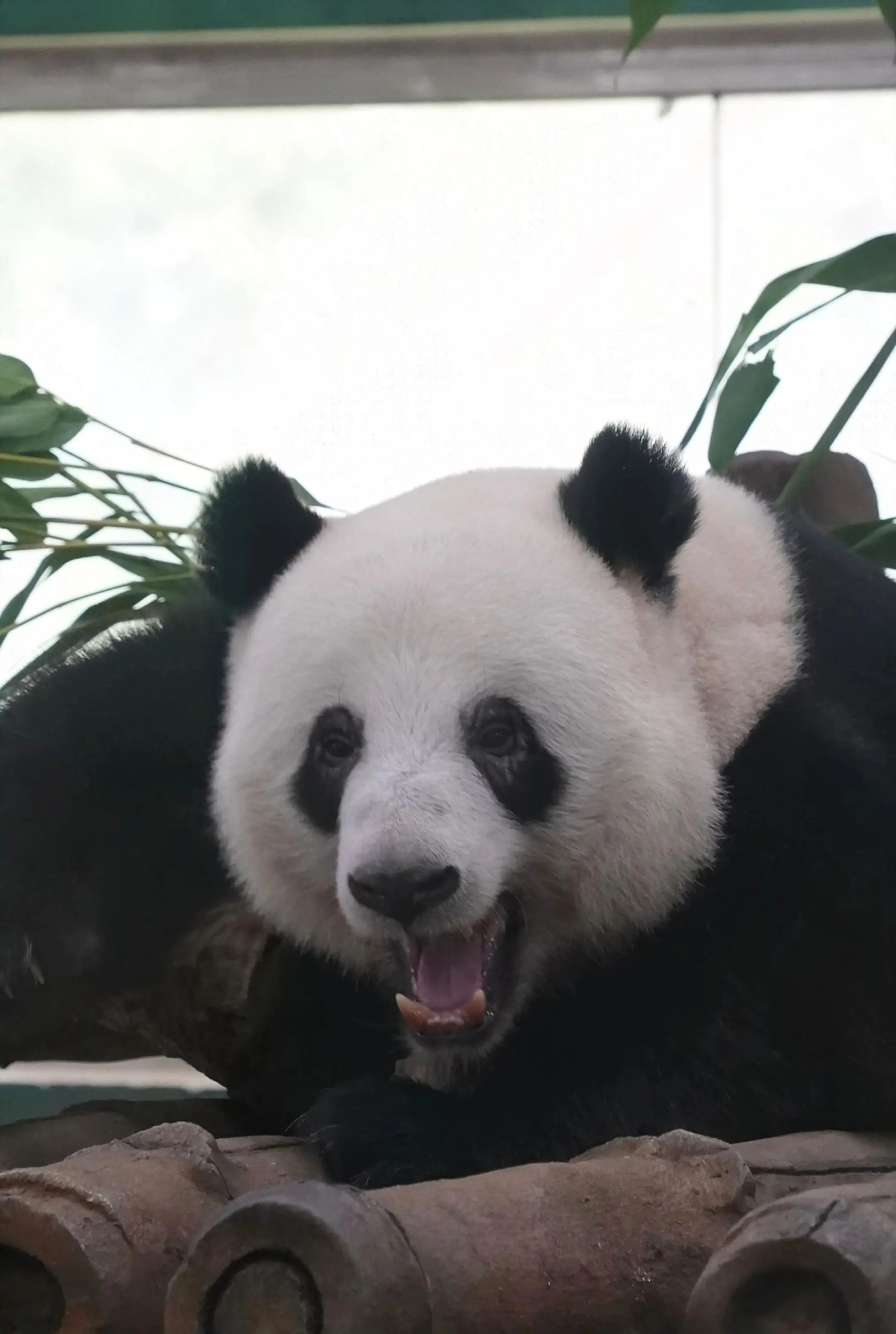 星，叫9命都无用，听日黑硬你。