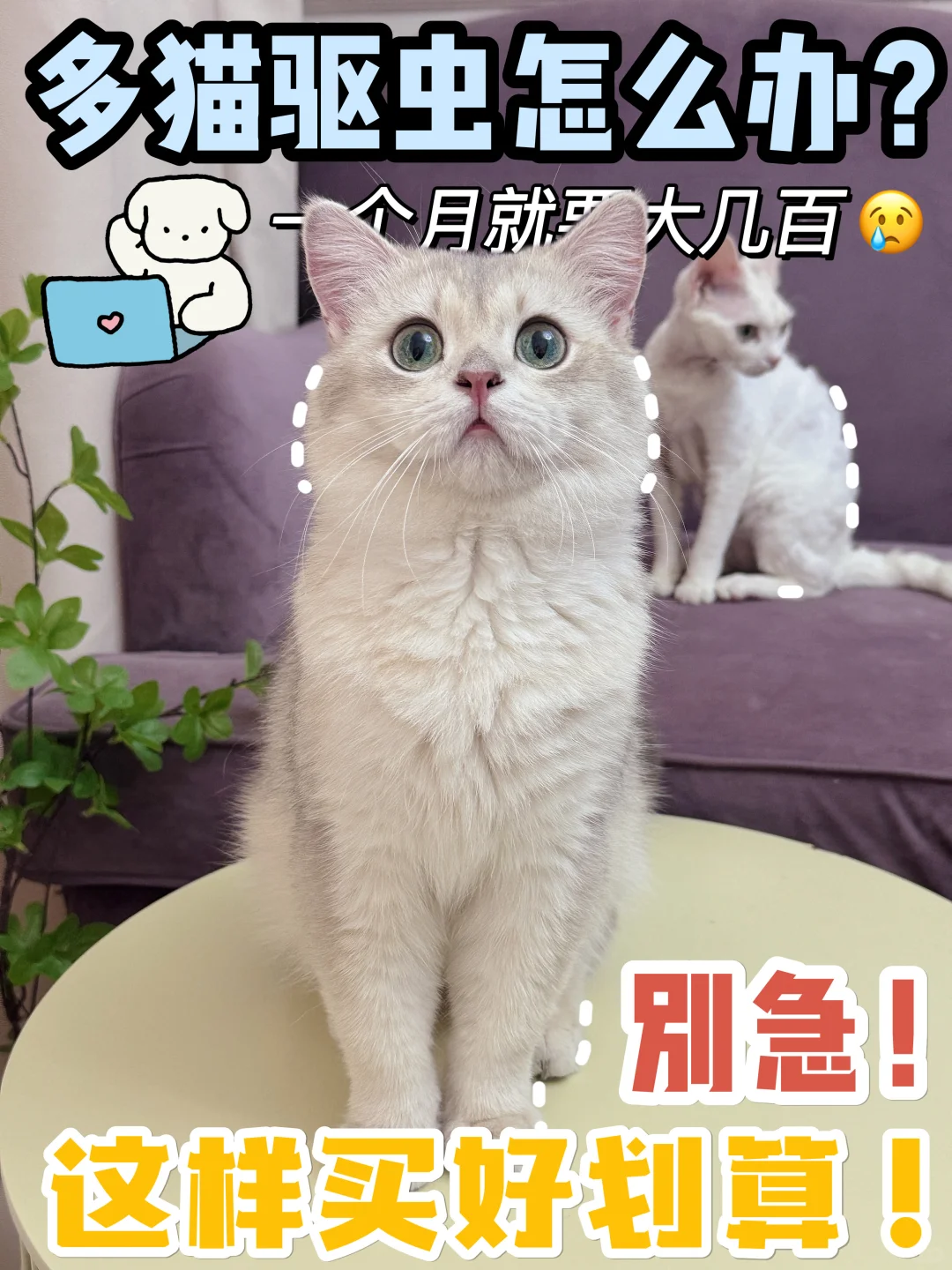 怎么才发现🙂‍↔️多猫家庭这样买驱虫好划算