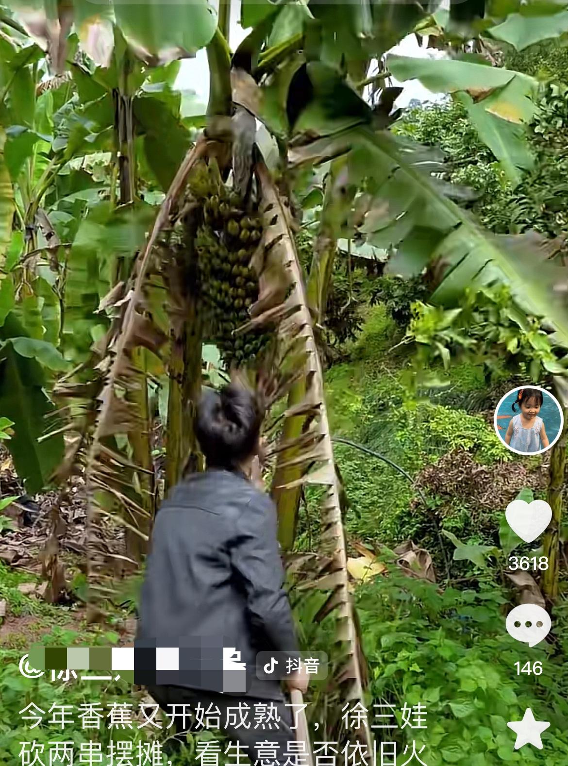 徐三娃，终于会砍香蕉了！大概跟甘二娃学习了一手！

以往，徐三娃砍香蕉，总是状态