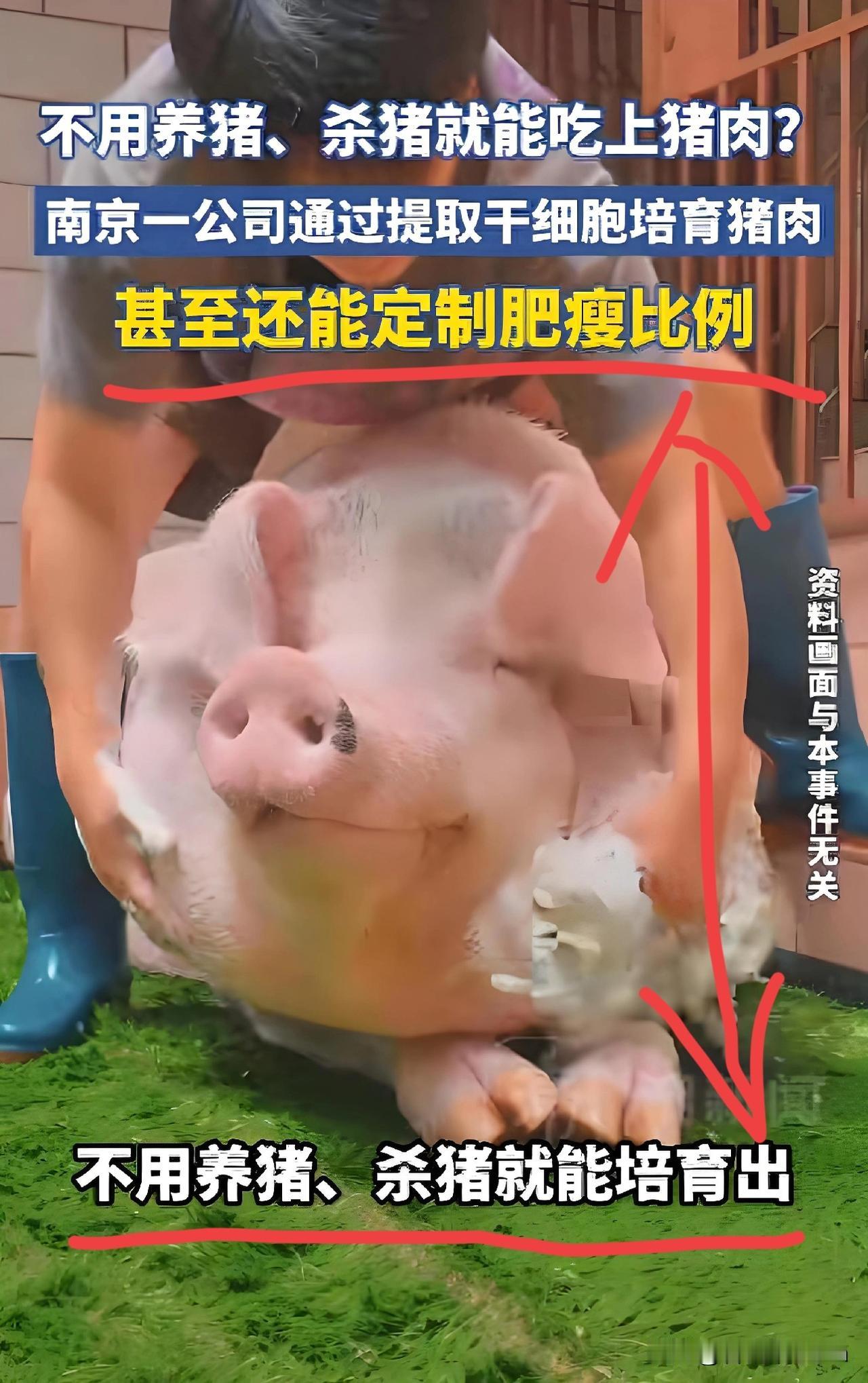 “又要变天？”南京，一家科技公司竟然用干细胞培育出了猪肉，短短培育几天就能吃上肉