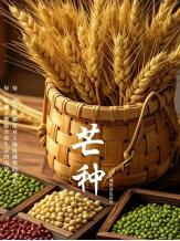 “白天芒种，大水连；晚上芒种，旱死牛”，明日芒种，今年芒种在几点？有啥征兆？答案