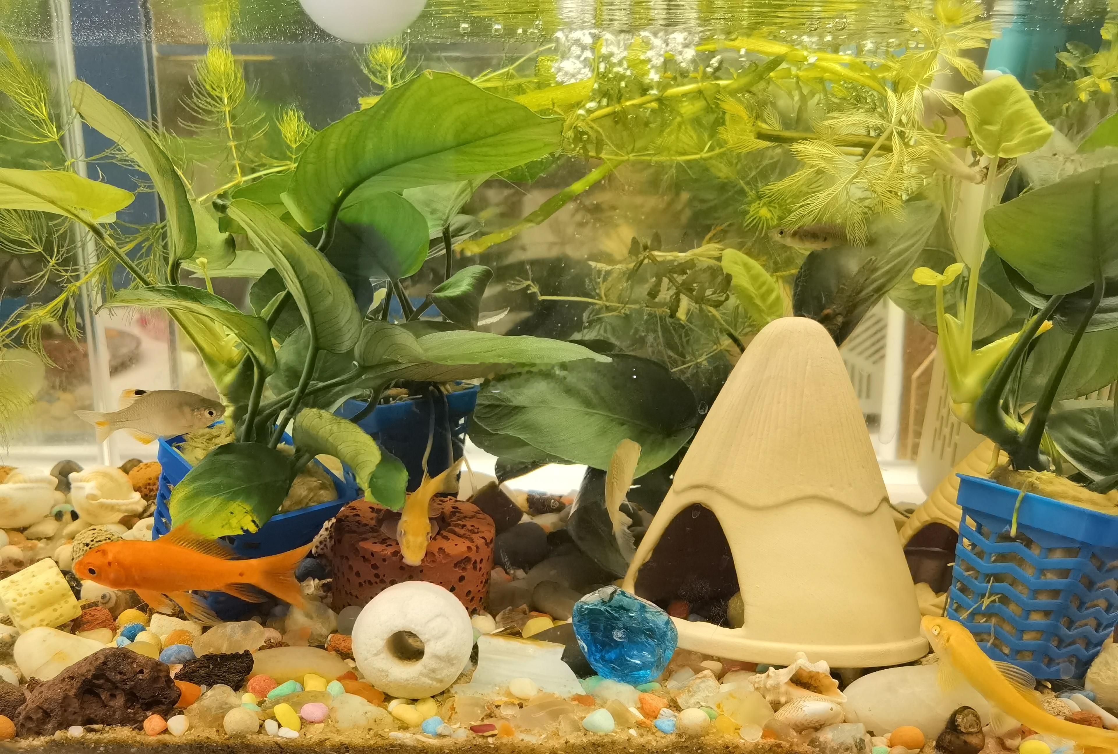 水族箱里的清凉～ ​​​