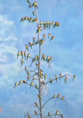 远看树有叶，近听鸟鸣声