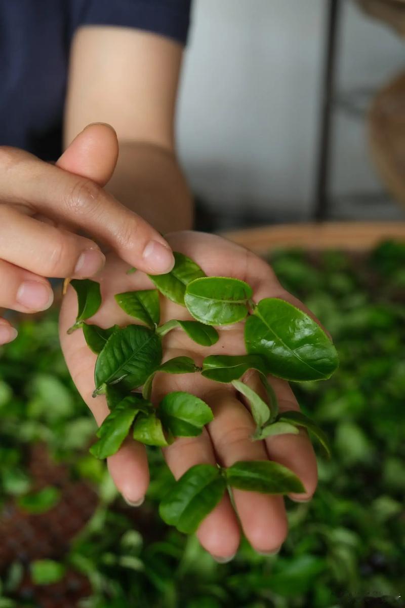 上回那位退货直接用袋子退回高端散茶的大哥前几天又买了两片茶，当时我也没注意，也不