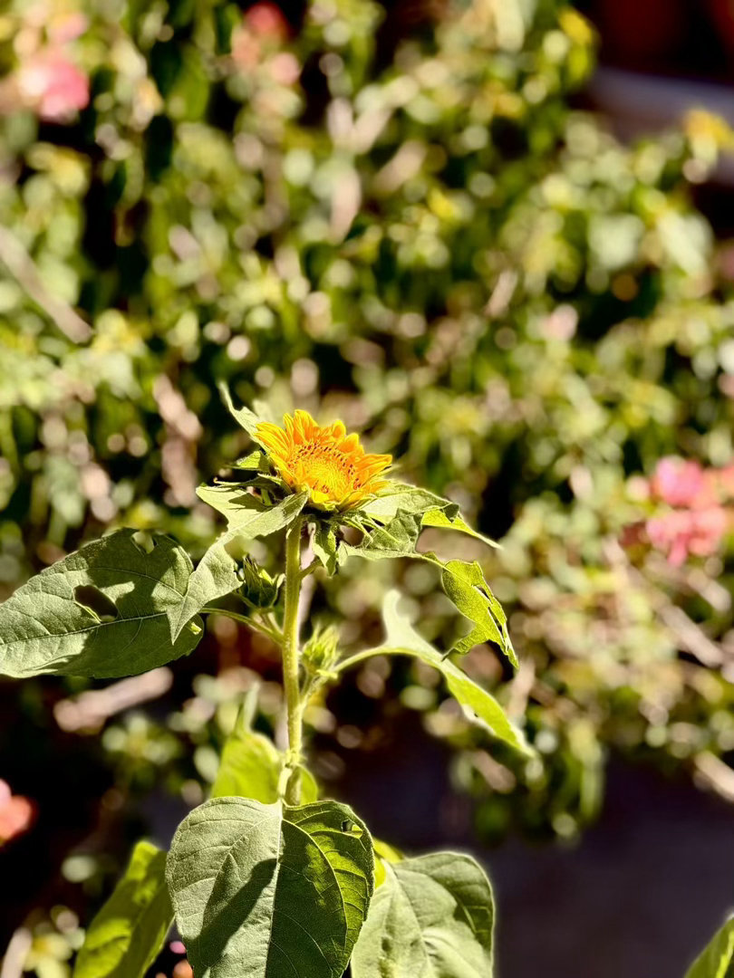 陈规花园的花开了。秋天还是很美的。 ​​​