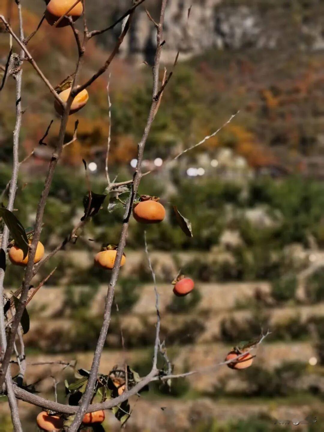 你敢信，如今的农村，再难找到壮劳力了！


 
谁还记得，以前的农村是“一家炊烟