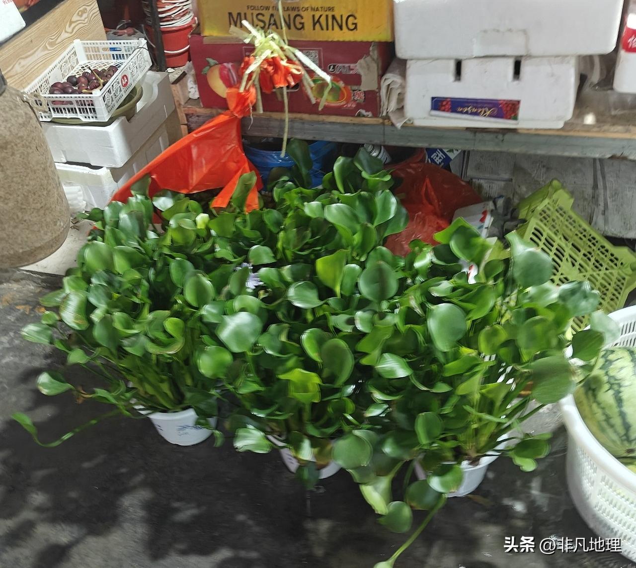 水葫芦也能拿来卖钱？
在菜市场看到有卖水葫芦的，应该是当盆栽绿植在卖吧！咱也没好