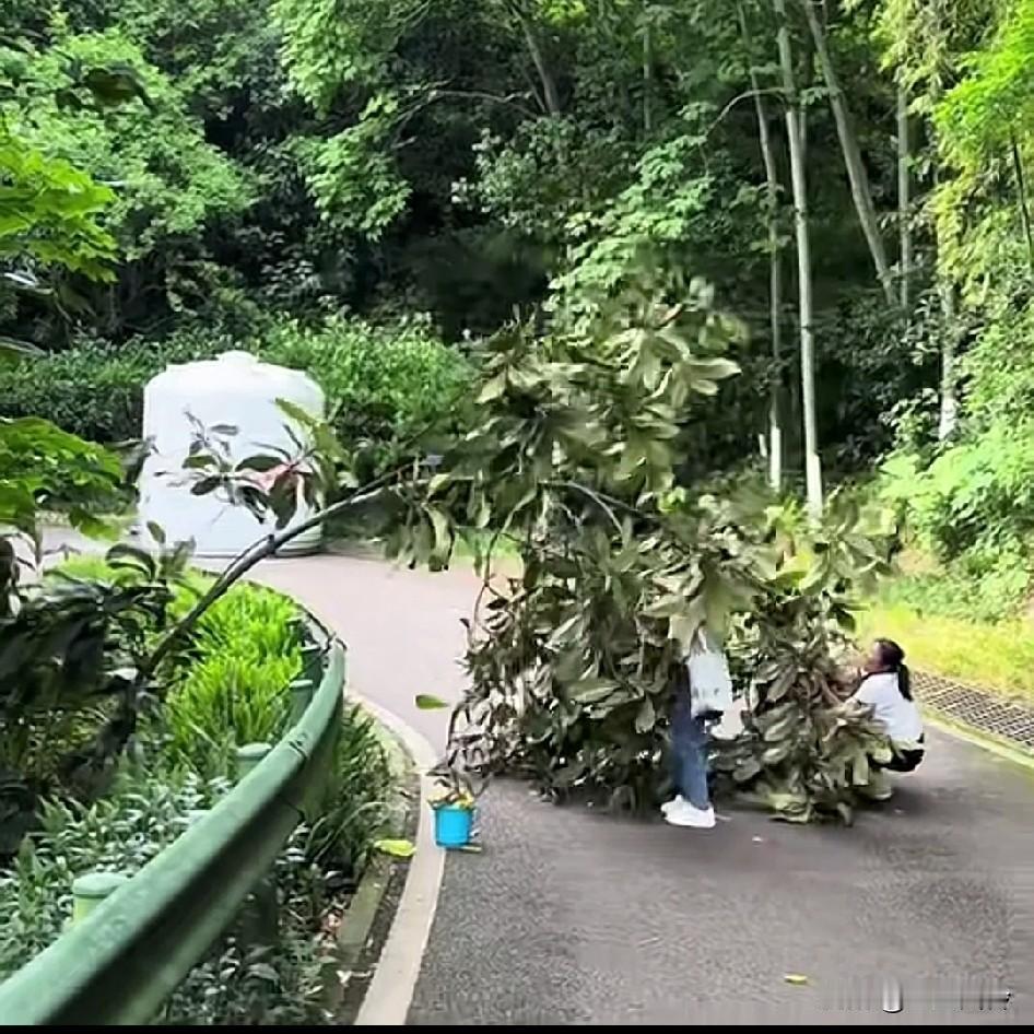 重庆照母山公园，
女子为摘枇杷，
直接把一棵枇杷树的主干掰断!
因为枇杷免费呀，