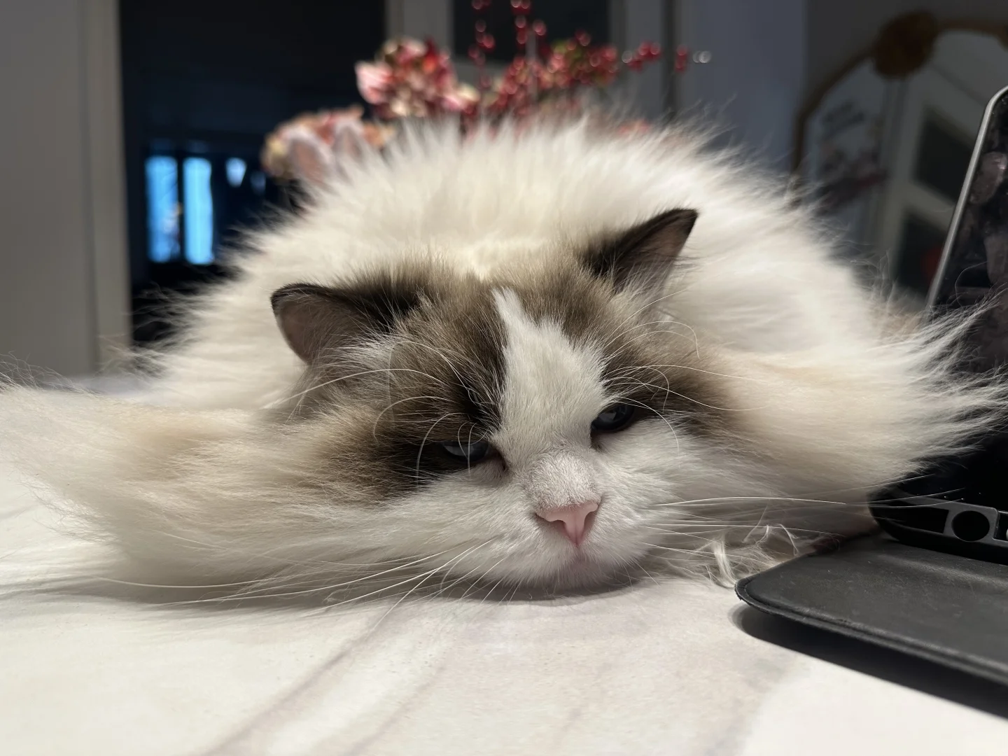 梭子蟹小猫🐱