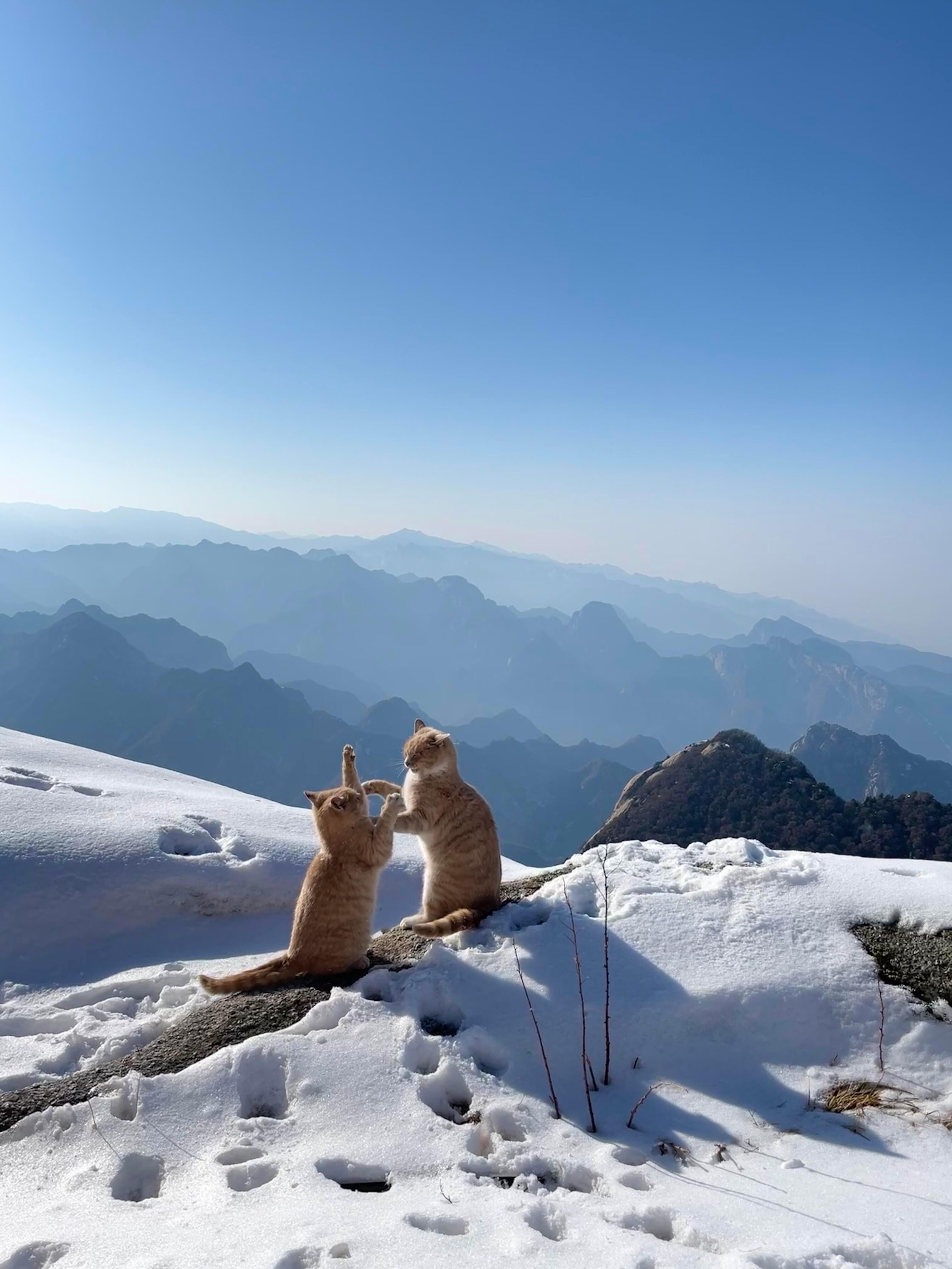拍到了华山论猫拍到了华山论猫🐱 华山论猫！华山是一座猫猫山吧，还是功夫猫！ 