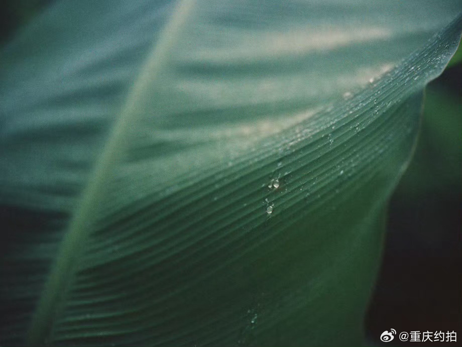 枝叶摄影：