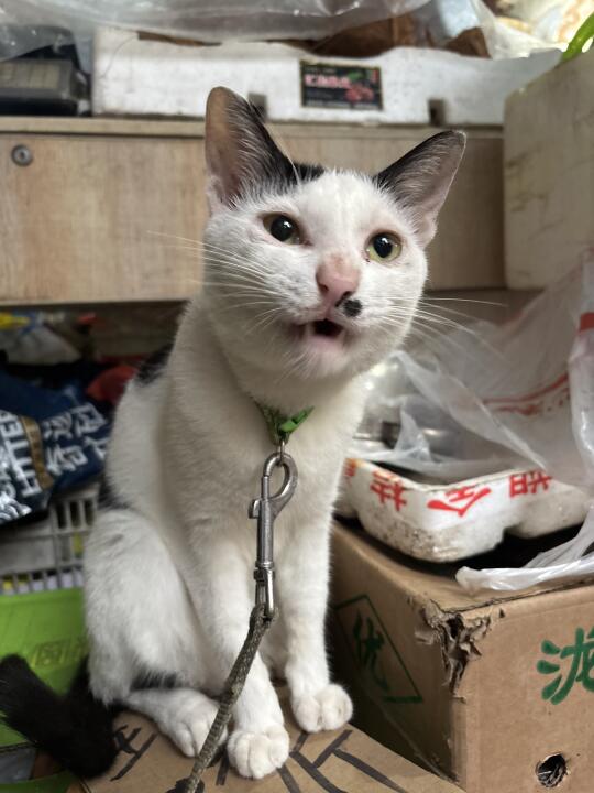 锅锅的卡姿兰大眼睛又回来啦！！