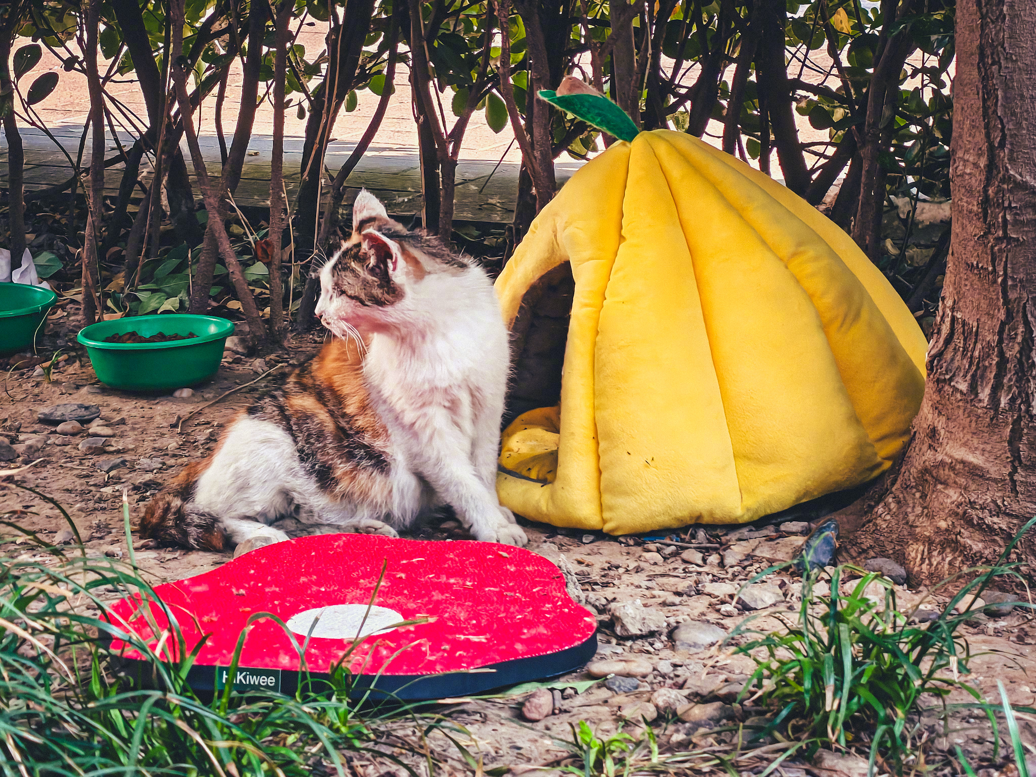 三花妈换了个新的窝和猫抓板估计这周就要生了🐱 