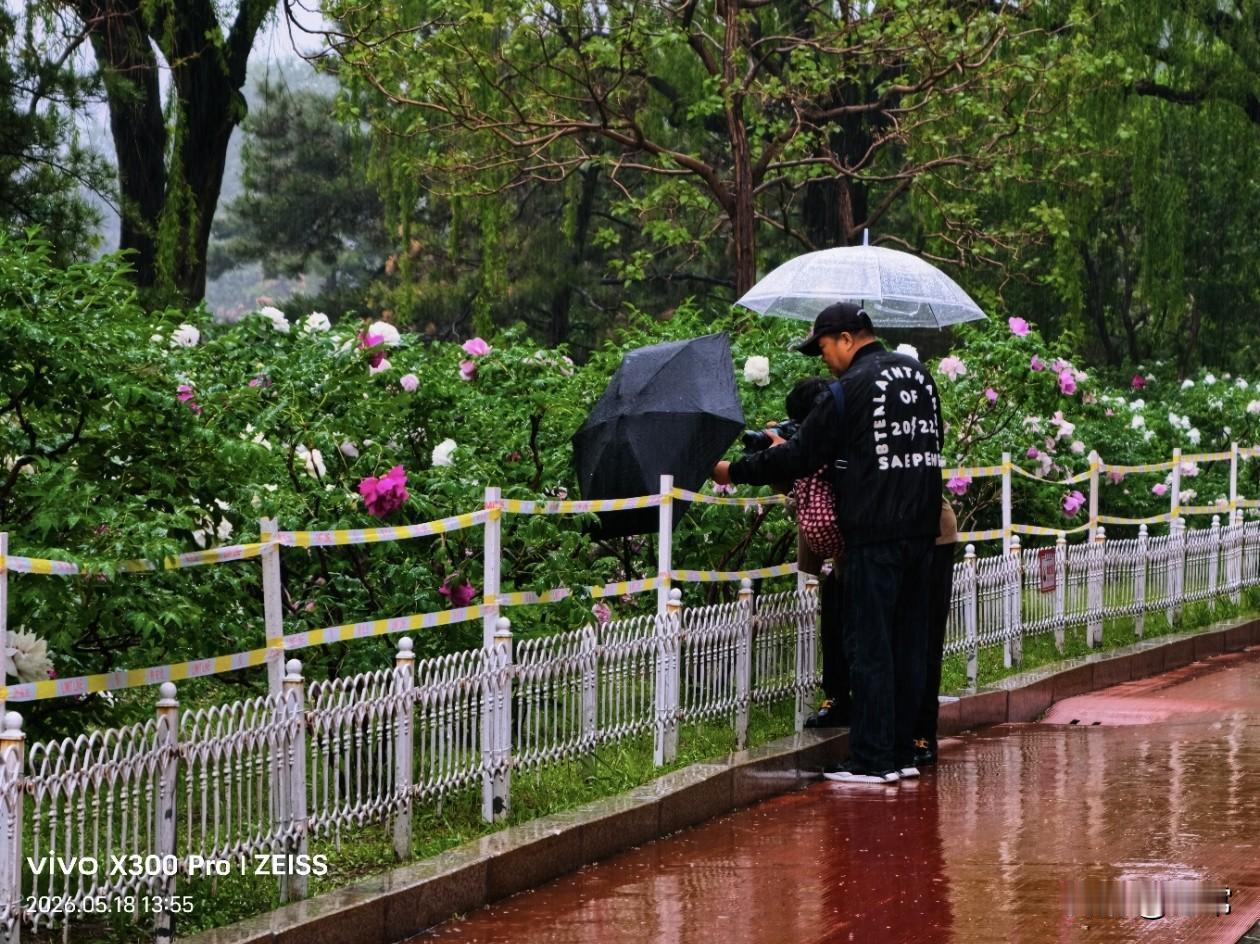 【原创\图文】

细雨绵绵落满园，
花前撑伞影嫣然，
烟雨赏花别风味，
打卡拍照