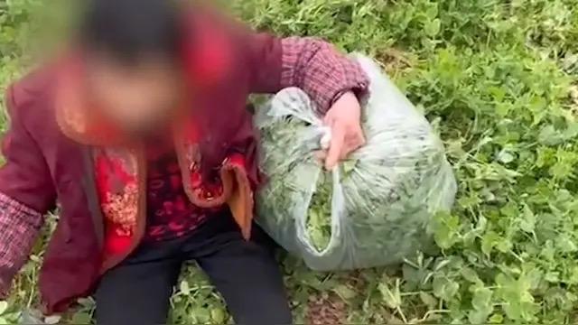 七旬老太太偷菜被逮，反而理直气壮地说：“我是老太太我怕啥？”菜农：“老就可以偷别