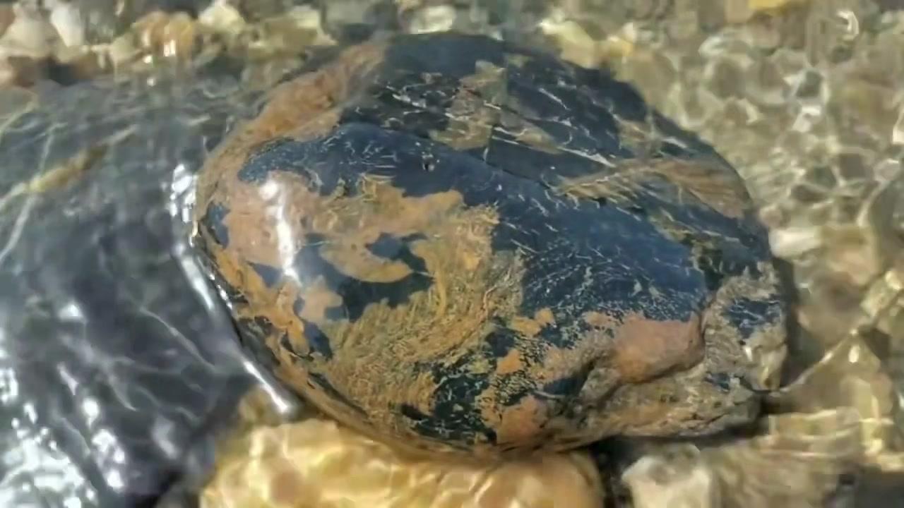 又来汉江搬石头啦！这里的宝贝真不少，随便翻找都能遇到惊喜。
1️⃣形态各异的石头